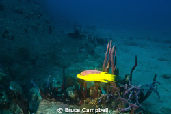Hogfish at the Rhone by Bruce Campbell 